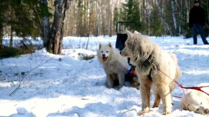 Traîneau à chiens et à rennes dans le nord de la Russie (KL-09)